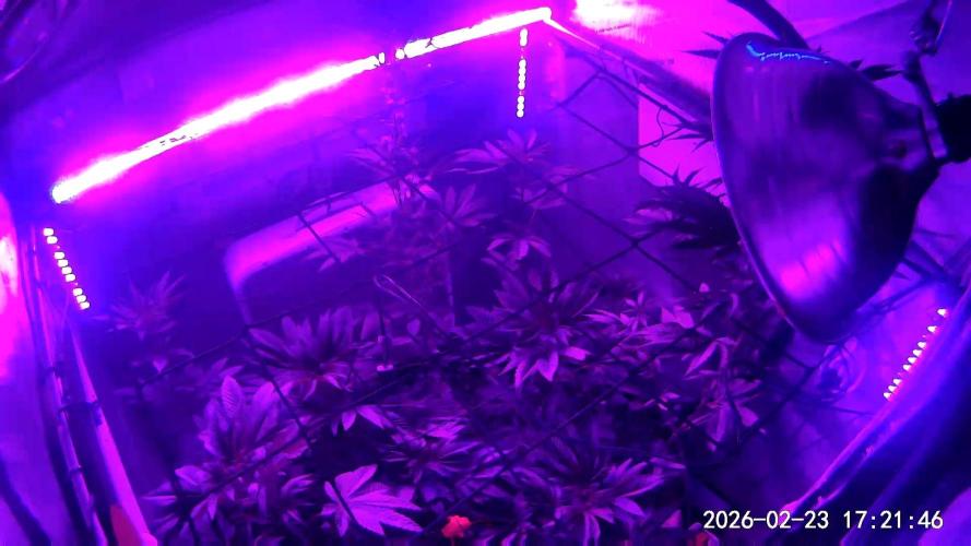 "Permanent Marker" CH#14. Week 6