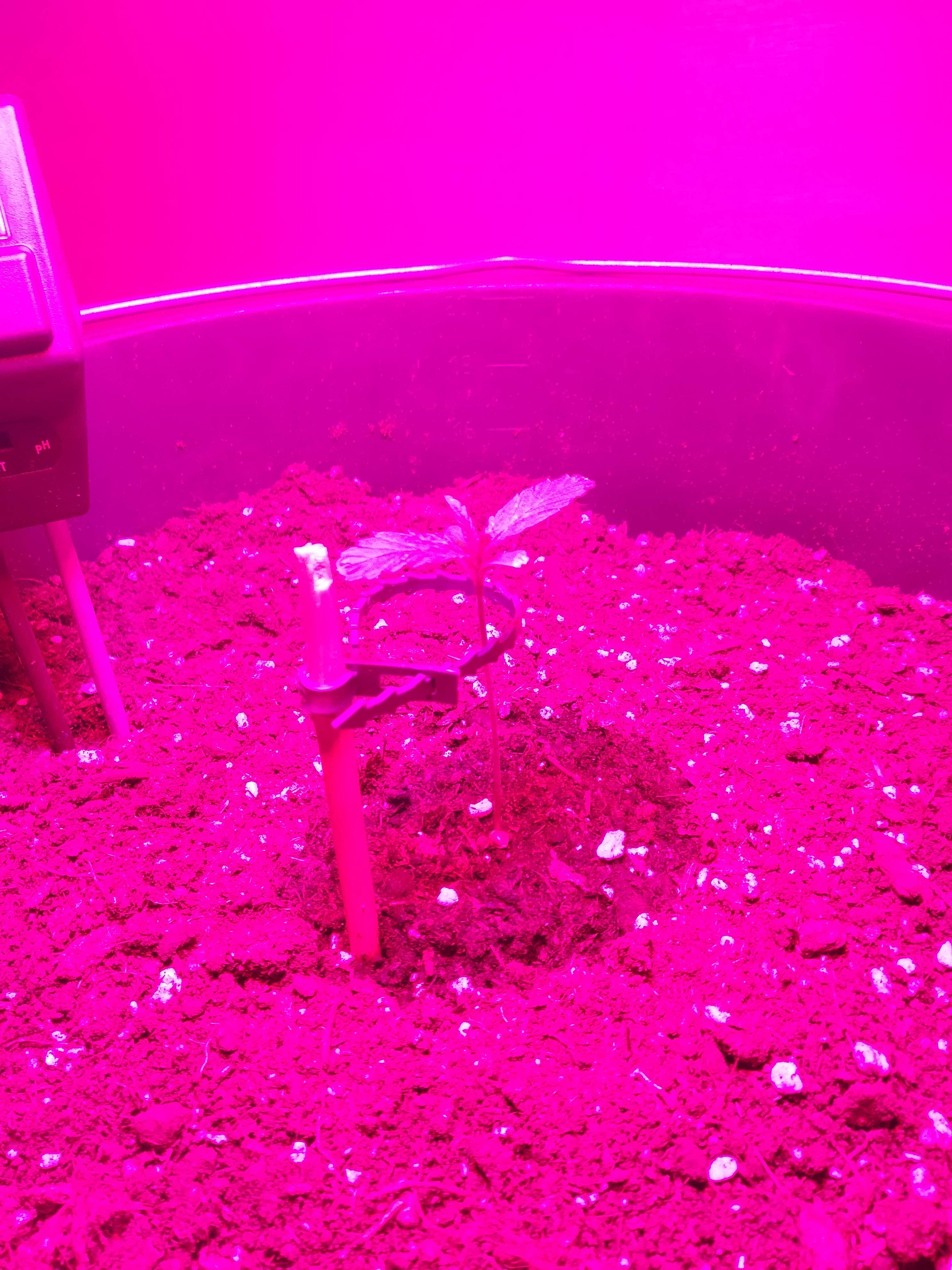 Advanced Seeds Auto Blue Diesel grow diary (journal) week2 by