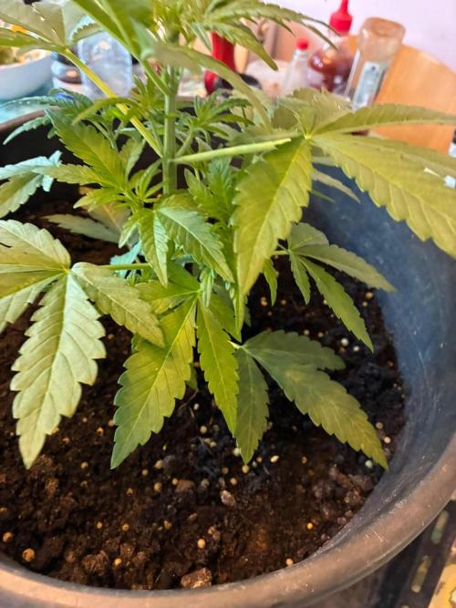 Frostbanger. Week 1