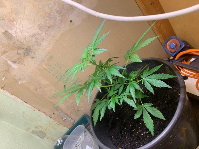Frostbanger. Week 1