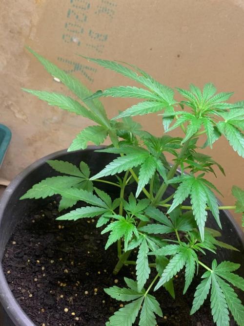 Frostbanger. Week 1