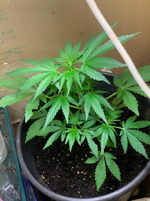 Frostbanger. Week 1