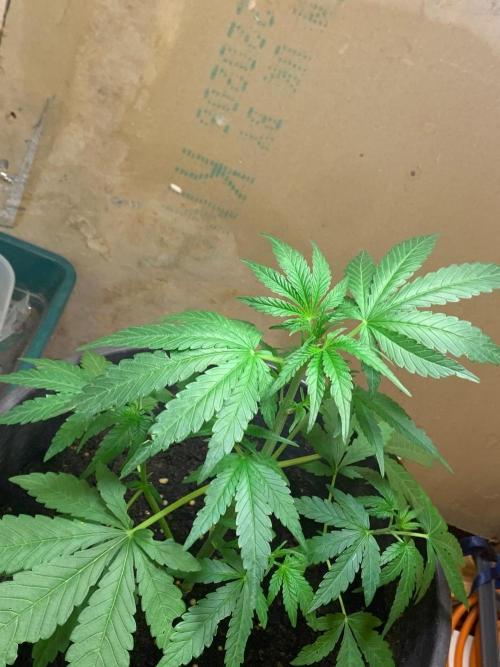 Frostbanger. Week 1