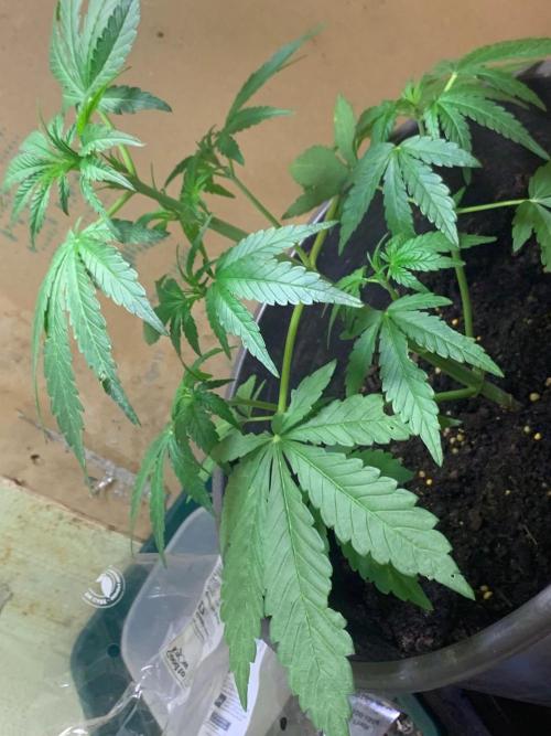 Frostbanger. Week 1