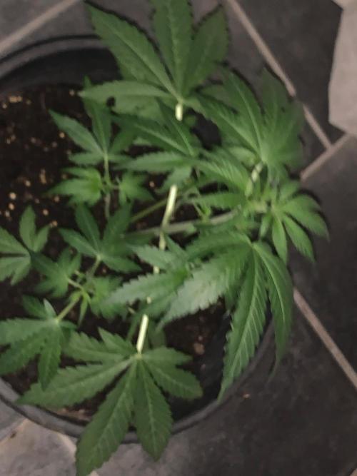 Frostbanger. Week 1