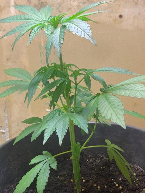 Frostbanger. Week 1