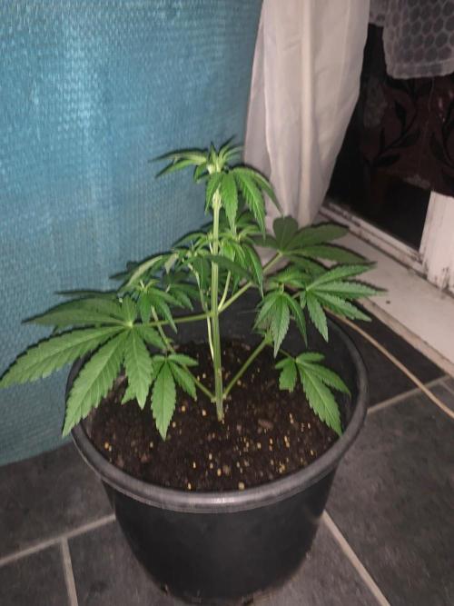 Frostbanger. Week 1