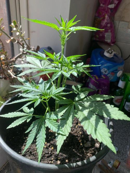Frostbanger. Week 1