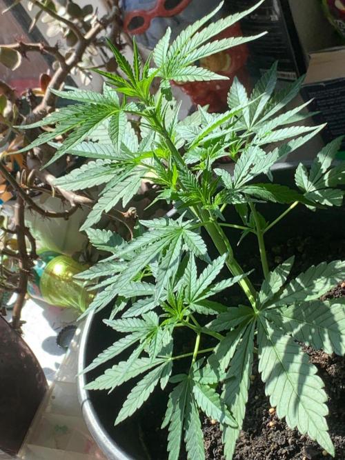 Frostbanger. Week 1