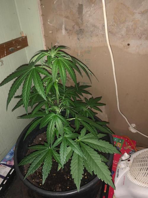 Frostbanger. Week 1