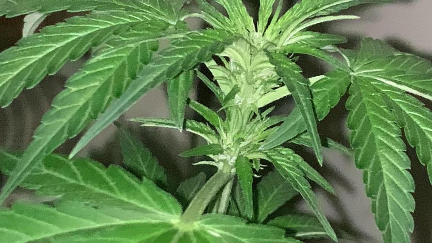 Frostbanger. Week 1