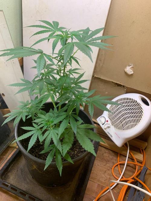 Frostbanger. Week 1