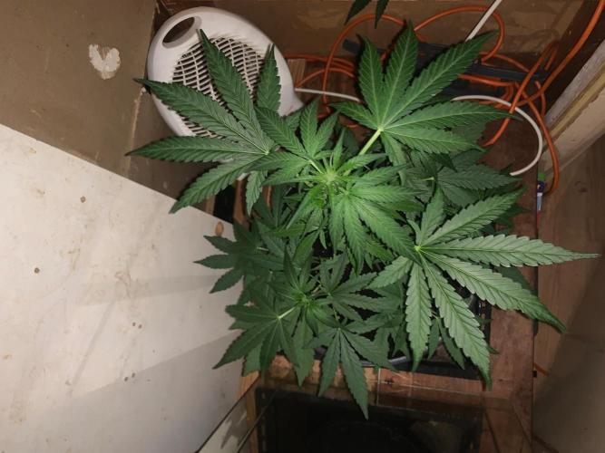Frostbanger. Week 2