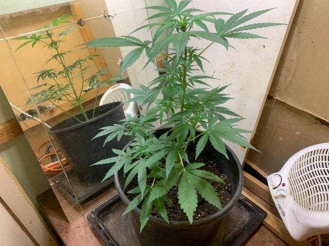 Frostbanger. Week 2
