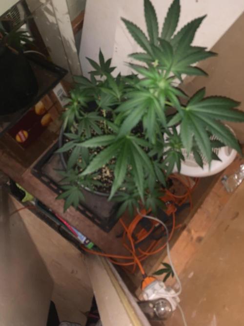 Frostbanger. Week 4
