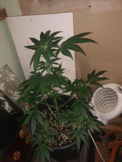 Frostbanger. Week 4
