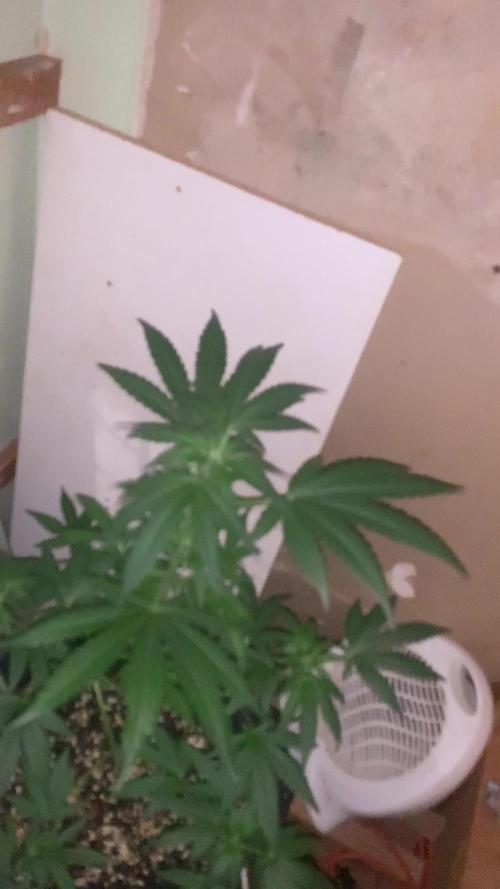 Frostbanger