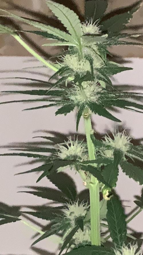 Frostbanger. Week 6
