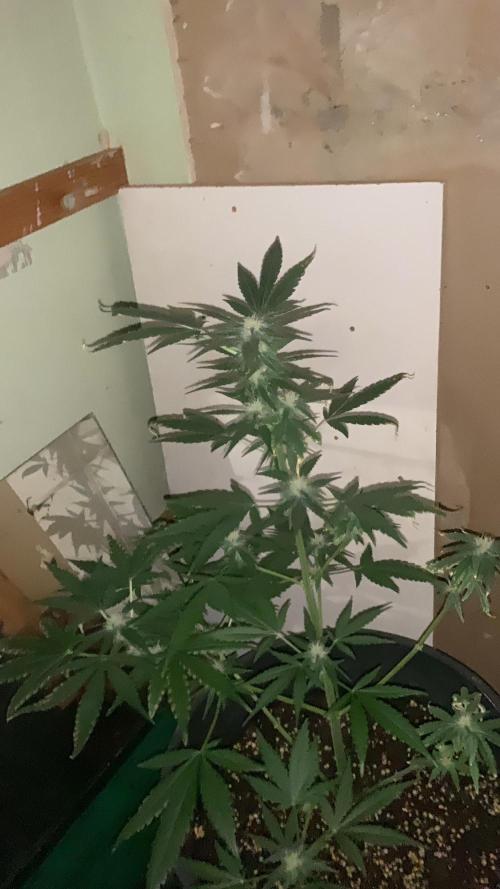 Frostbanger. Week 6