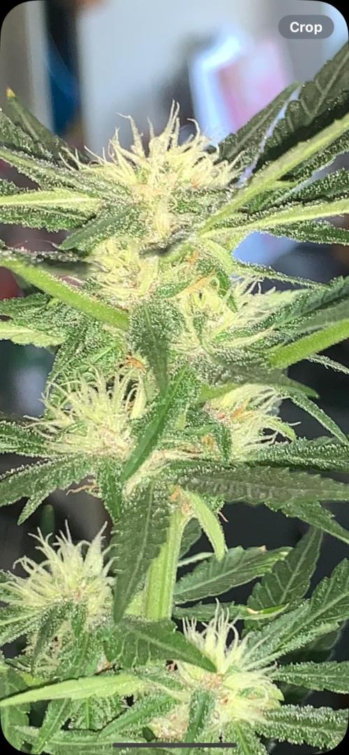 Frostbanger. Week 7