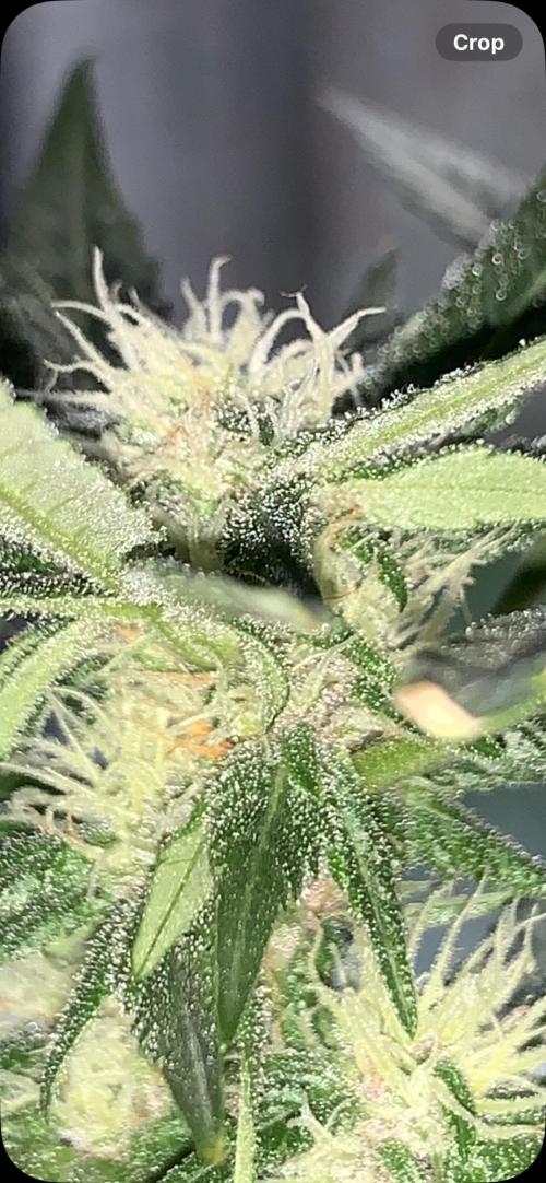 Frostbanger. Week 7