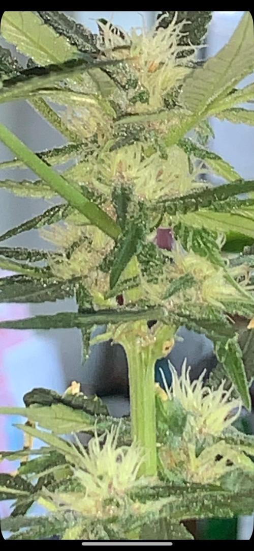 Frostbanger. Week 7