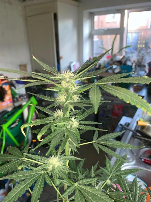 Frostbanger. Week 7