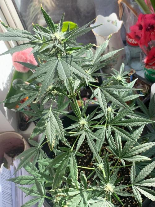 Frostbanger. Week 7