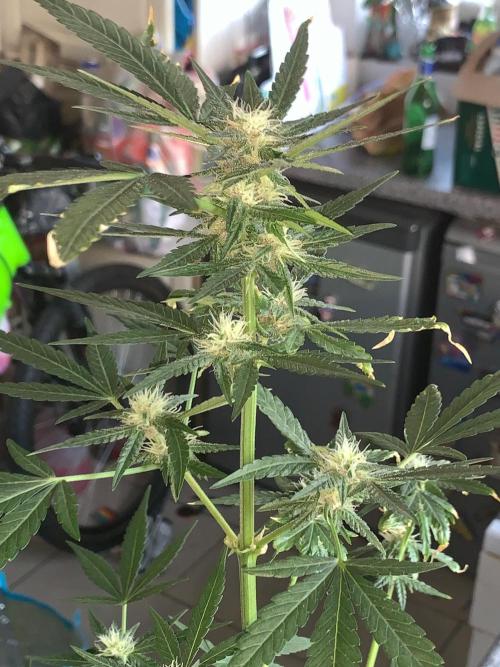 Frostbanger Auto. Week 7