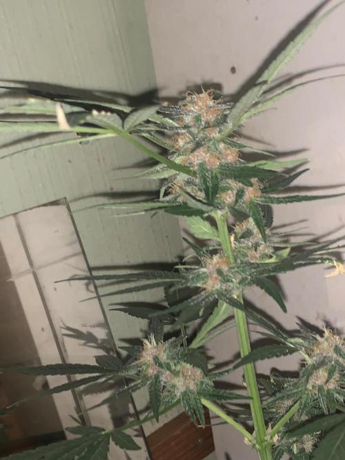 Frostbanger. Week 8