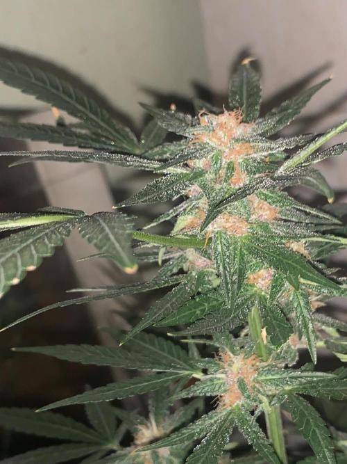 Frostbanger. Week 8