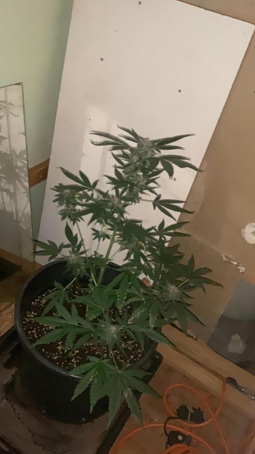 Frostbanger. Week 8