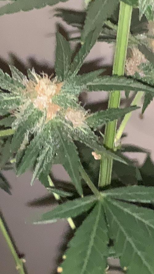 Frostbanger. Week 8