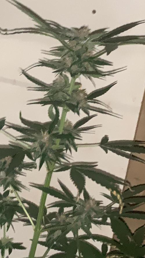 Frostbanger. Week 8