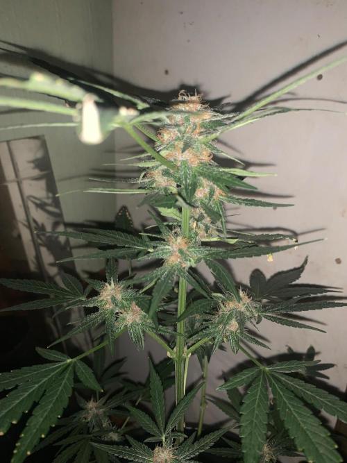Frostbanger. Week 8