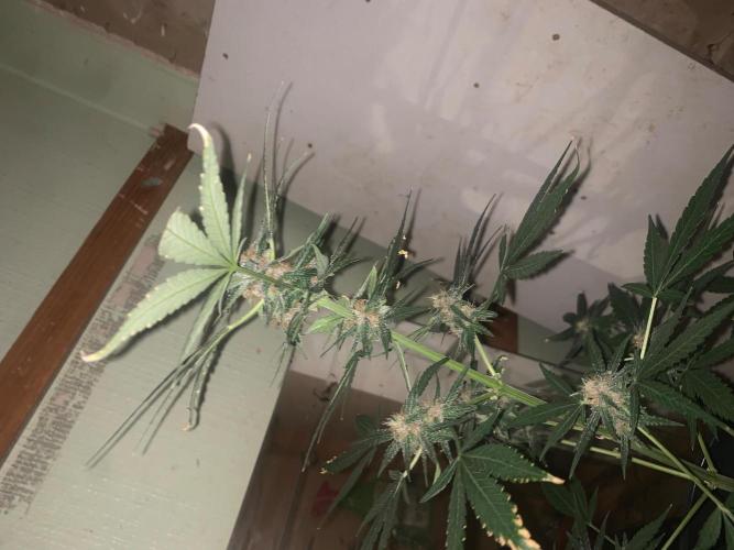 Frostbanger. Week 8