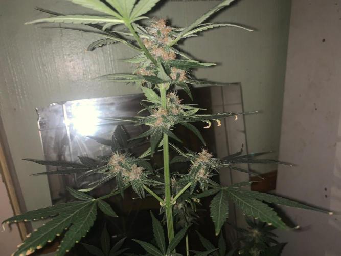 Frostbanger. Week 8