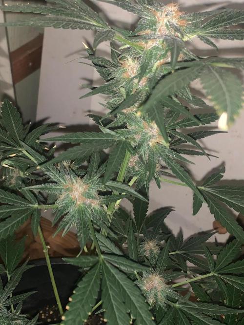 Frostbanger. Week 8