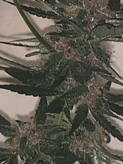 Frostbanger. Week 9