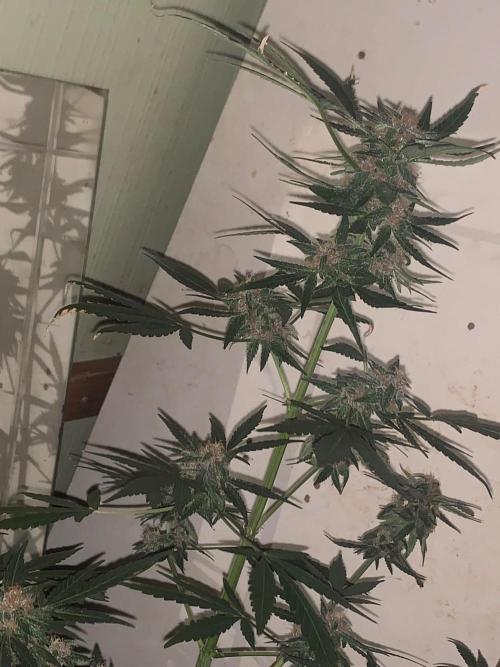 Frostbanger. Week 9