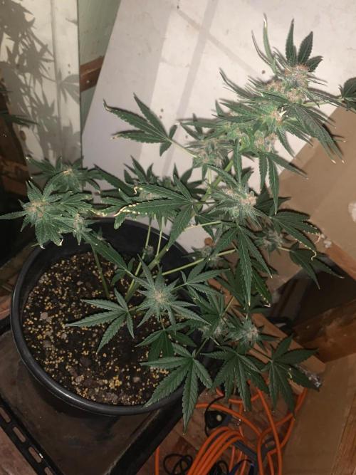 Frostbanger. Week 9