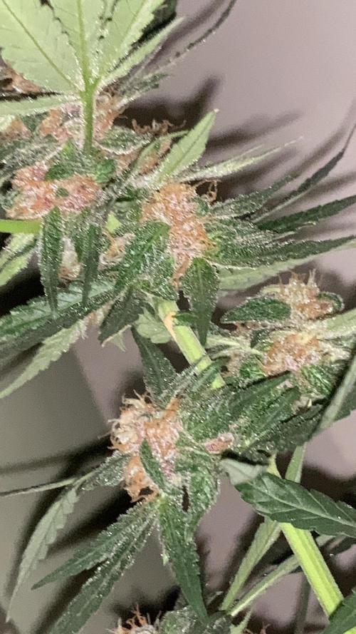 Frostbanger. Week 9