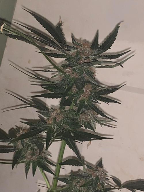 Frostbanger. Week 9