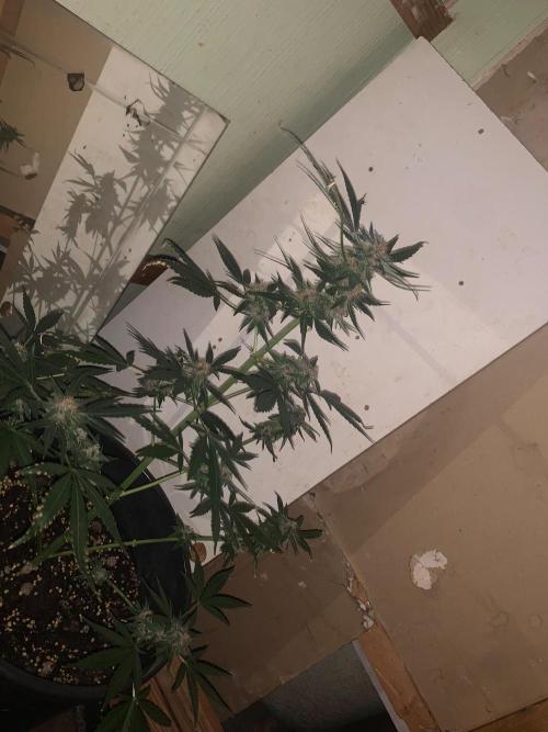 Frostbanger Auto. Week 9