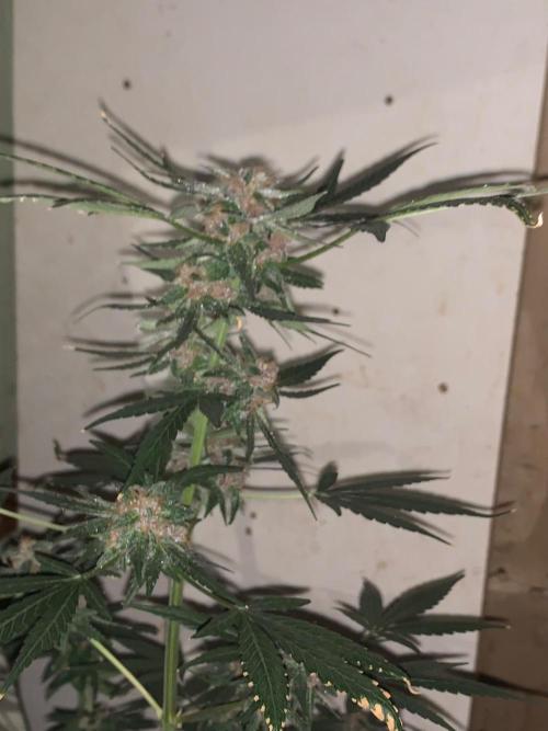 Frostbanger. Week 10