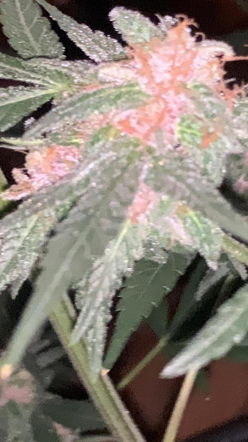 Frostbanger. Week 10