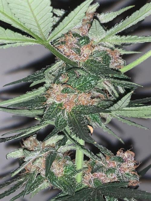 Frostbanger. Week 10