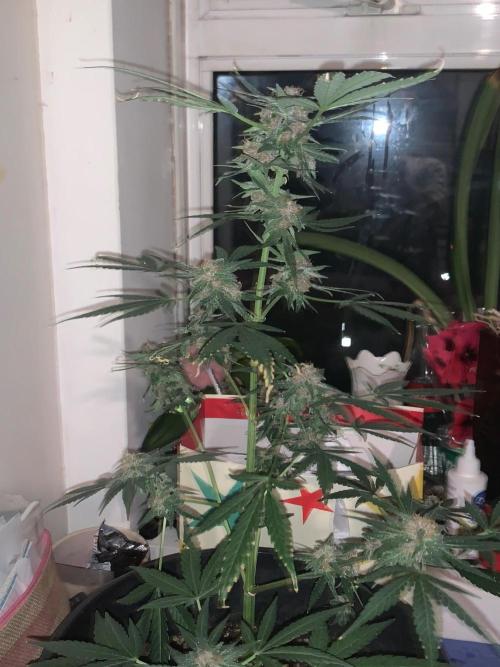 Frostbanger. Week 10