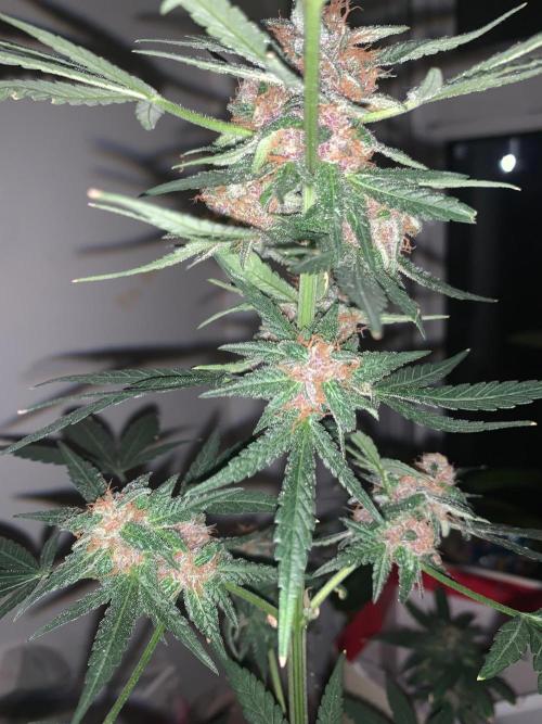 Frostbanger. Week 10