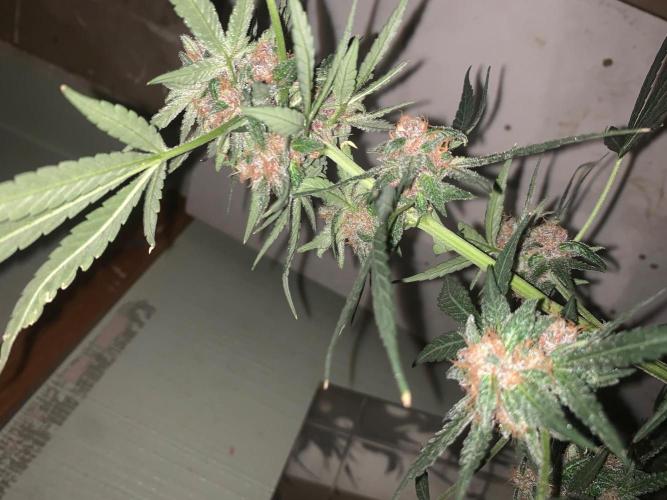 Frostbanger. Week 10